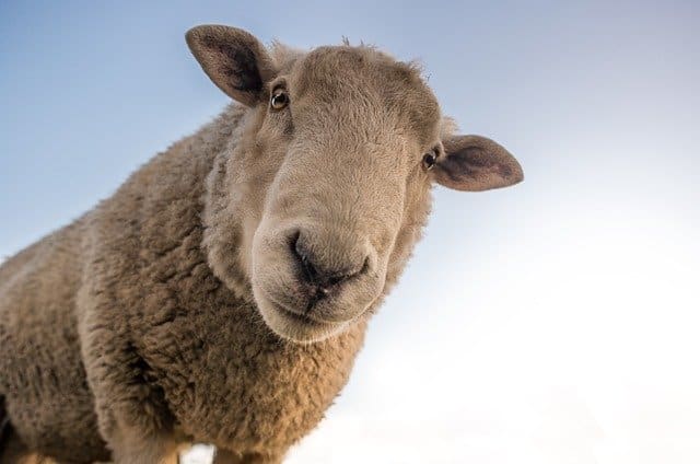 foto van een schaap bij column over besmettelijkheid van gedrag